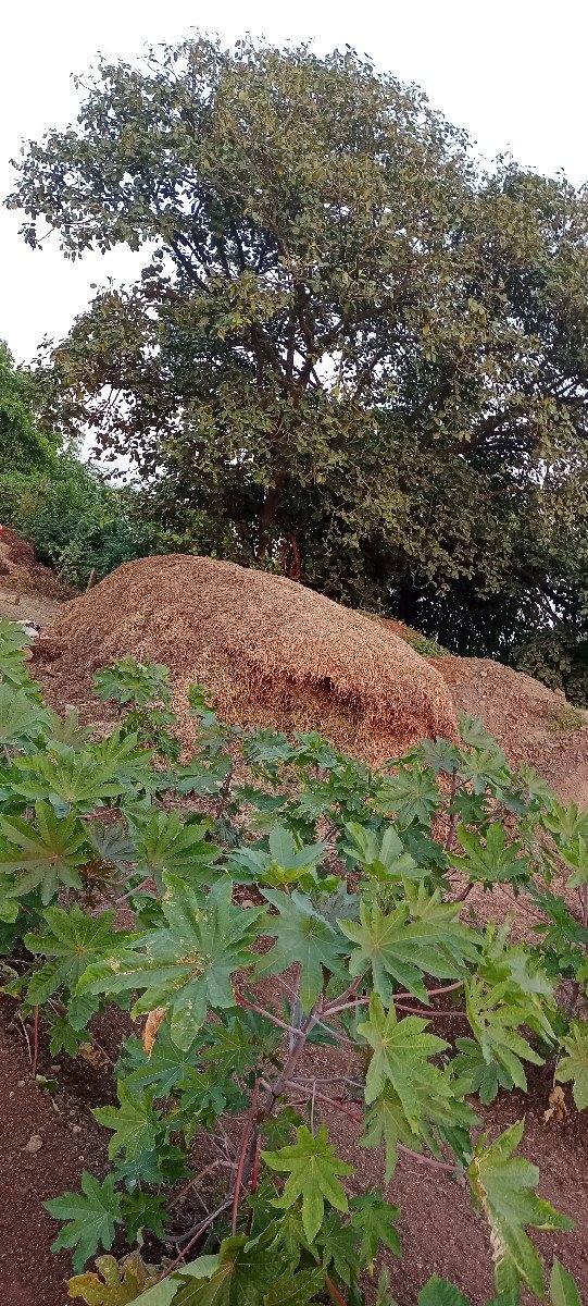જી વીસ નો ભૂકો કોરો માલ