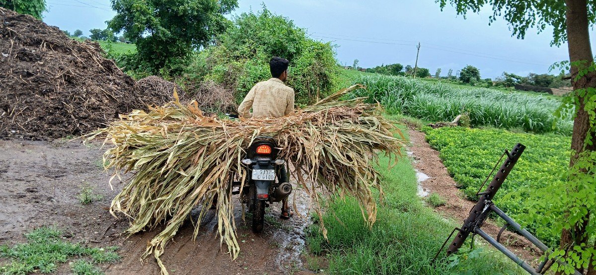 જૂવાર ની નીરણ