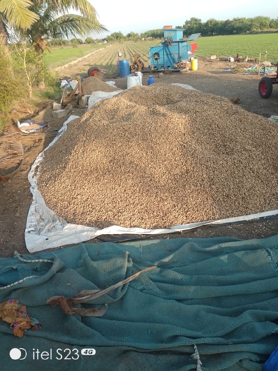 જી.20 માંડવી કોરી બિયારણ