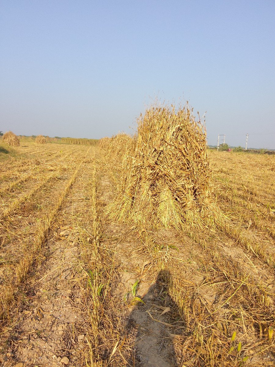 સુકિ નીણ વેચાણ છે