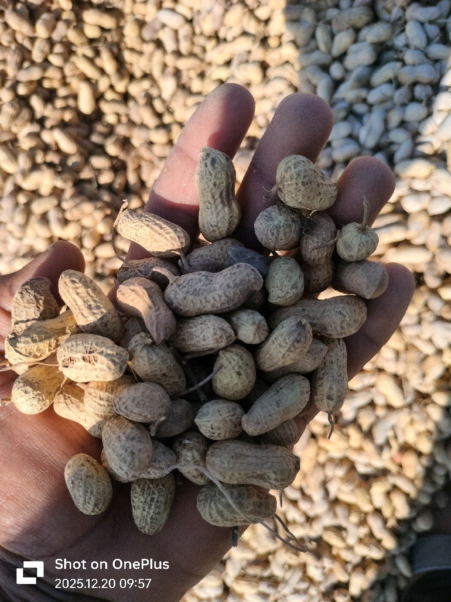 કોરી 22 નંબર મગફડી વેચવા નિ છે