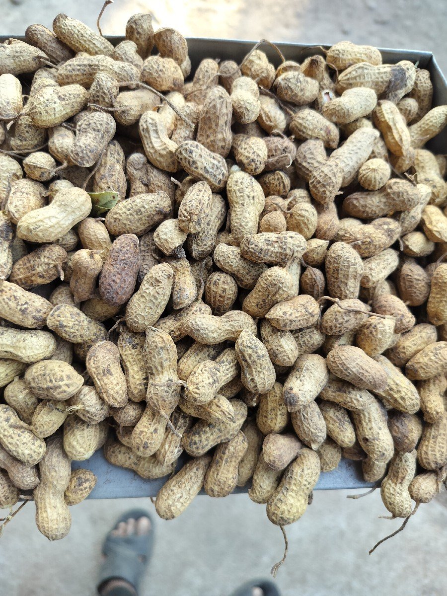 બિયારણની મગફળી