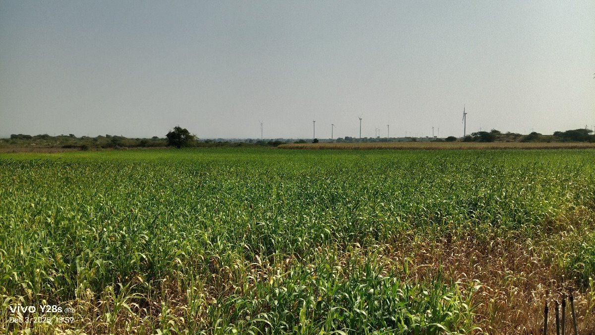 લીલી જુવાર mo 8758799682
