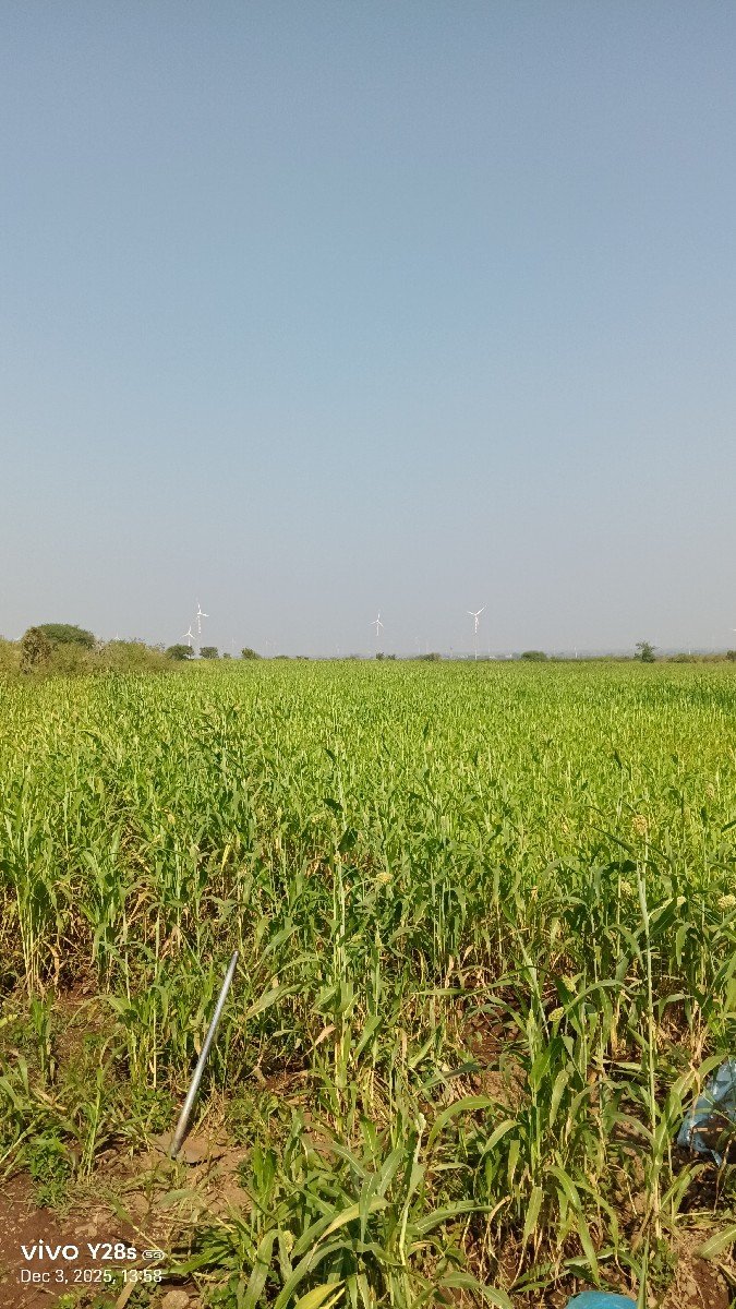 લીલી જુવાર mo 8758799682