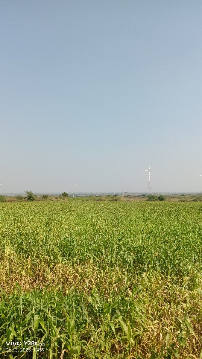 લીલી જુવાર mo 8758799682