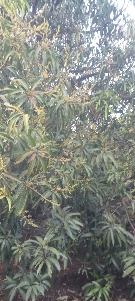 બગીચા નો ઈજારો આપવાનો છે