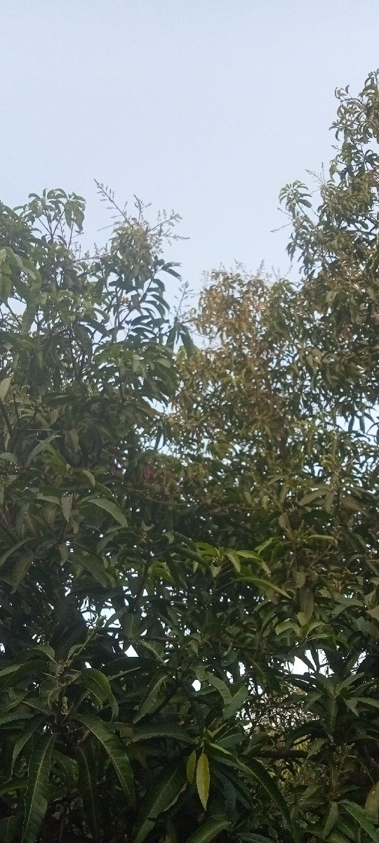બગીચા નો ઈજારો આપવાનો છે