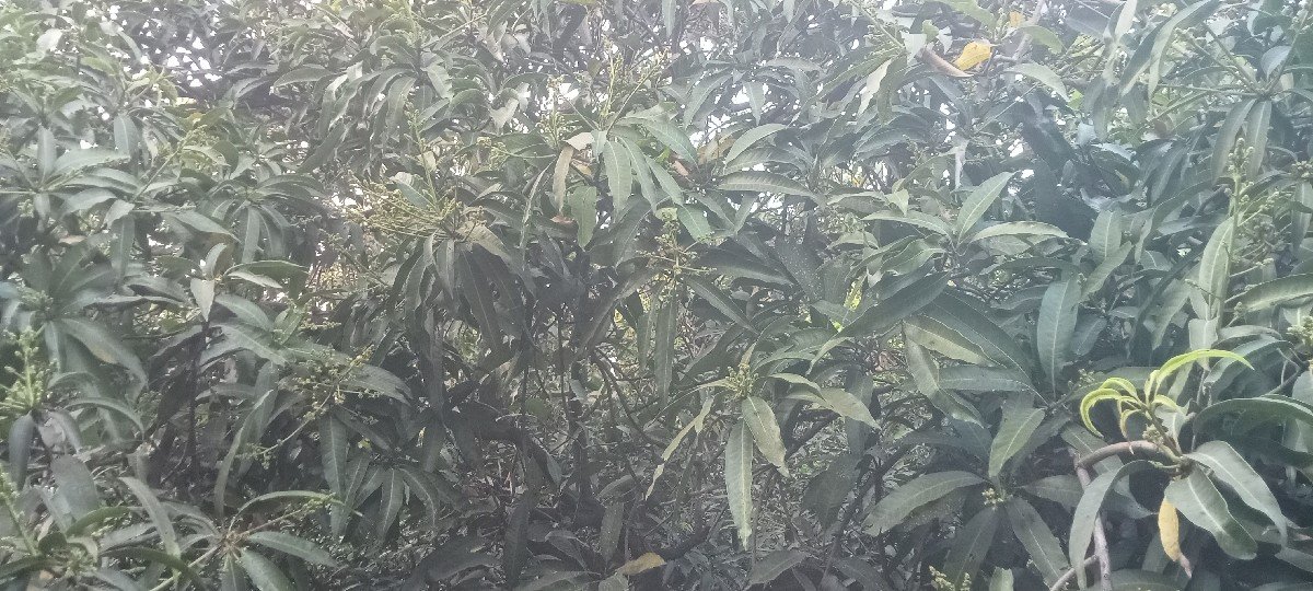 બગીચા નો ઈજારો આપવાનો છે