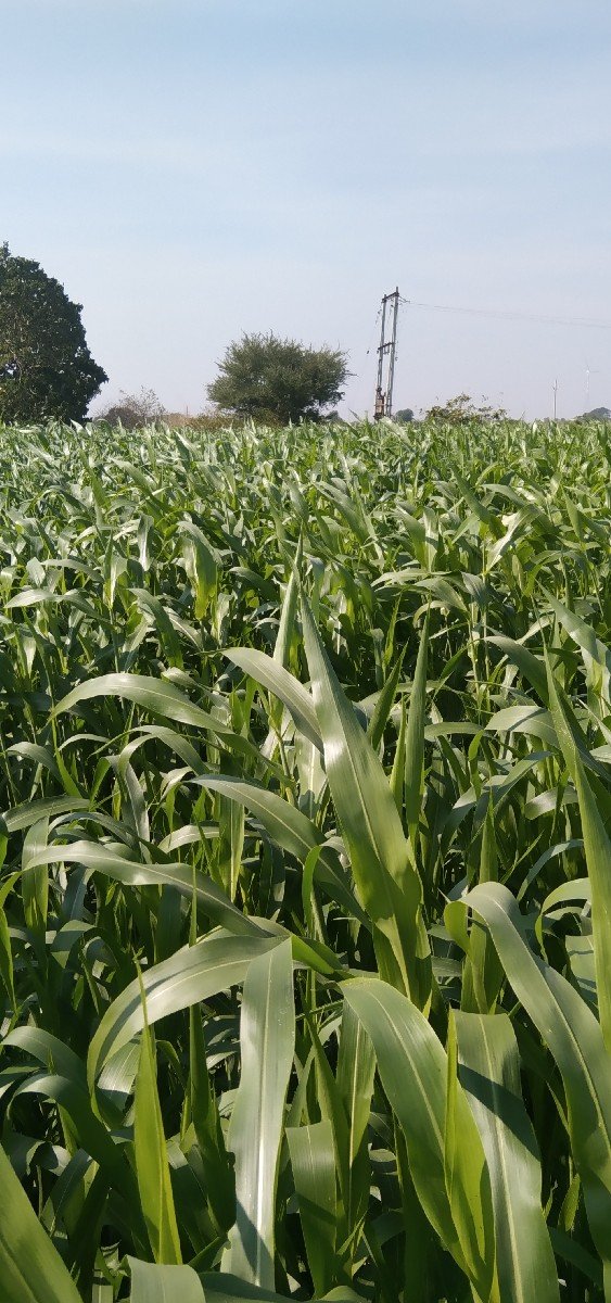 કૂતરો કેરો દેવાનો છે સાડા ત્રણ વી