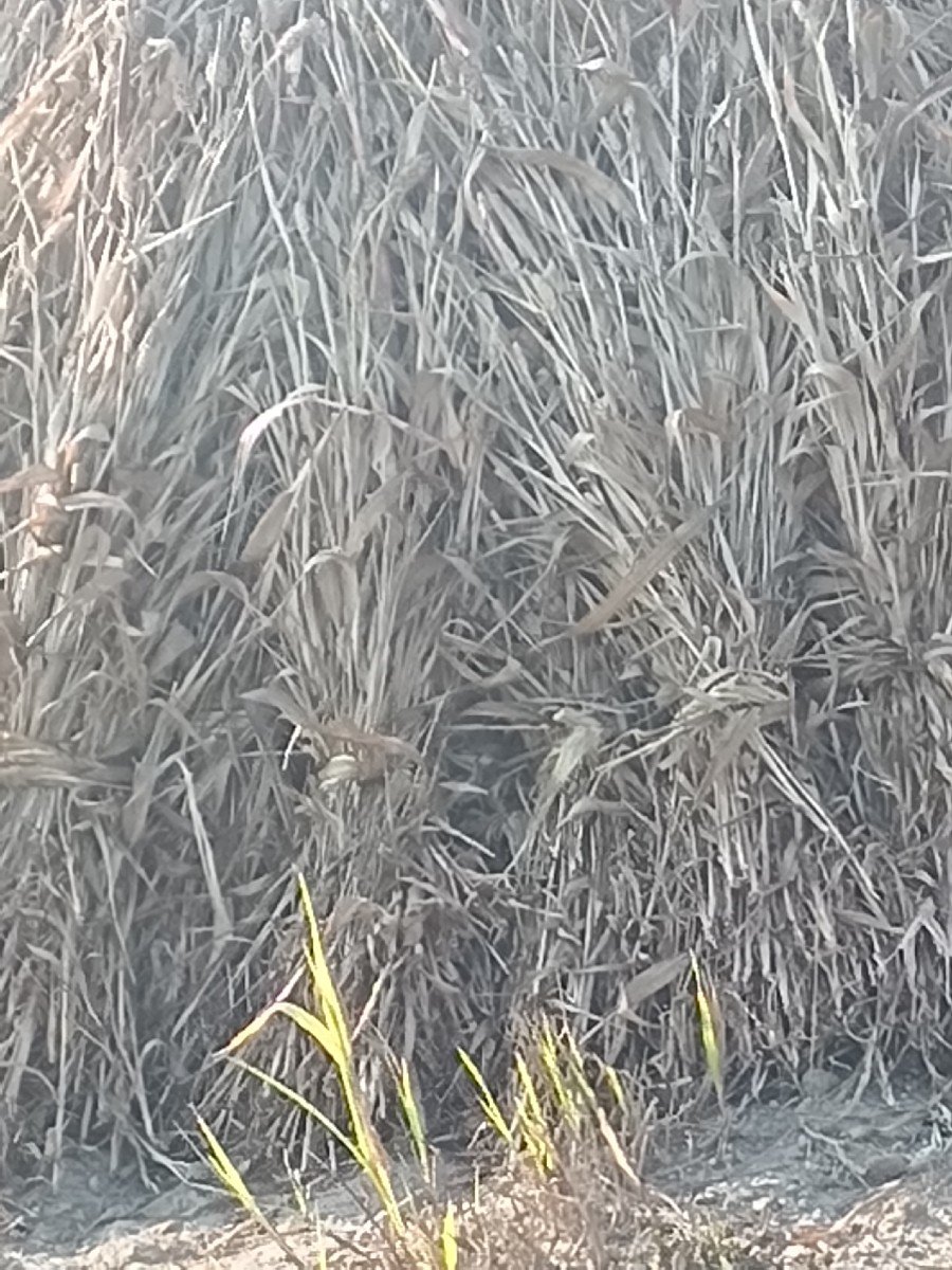 જુવાર નિ નીરણ