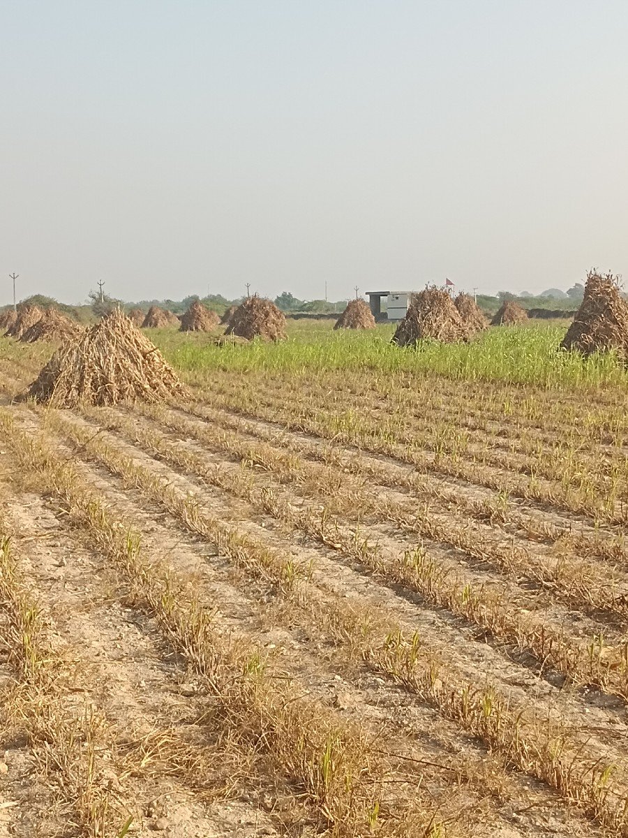 જુવાર નિ નીરણ