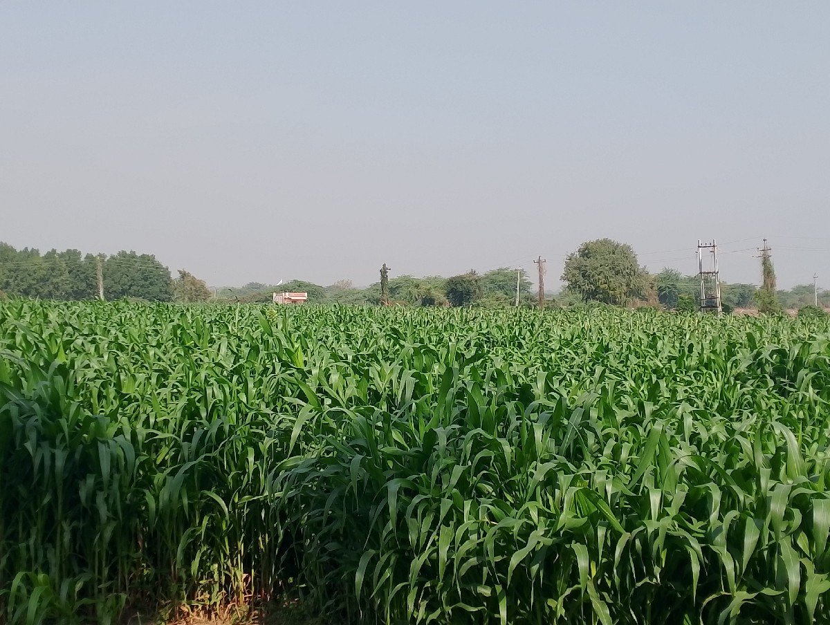 મકાય વેચાવા છે