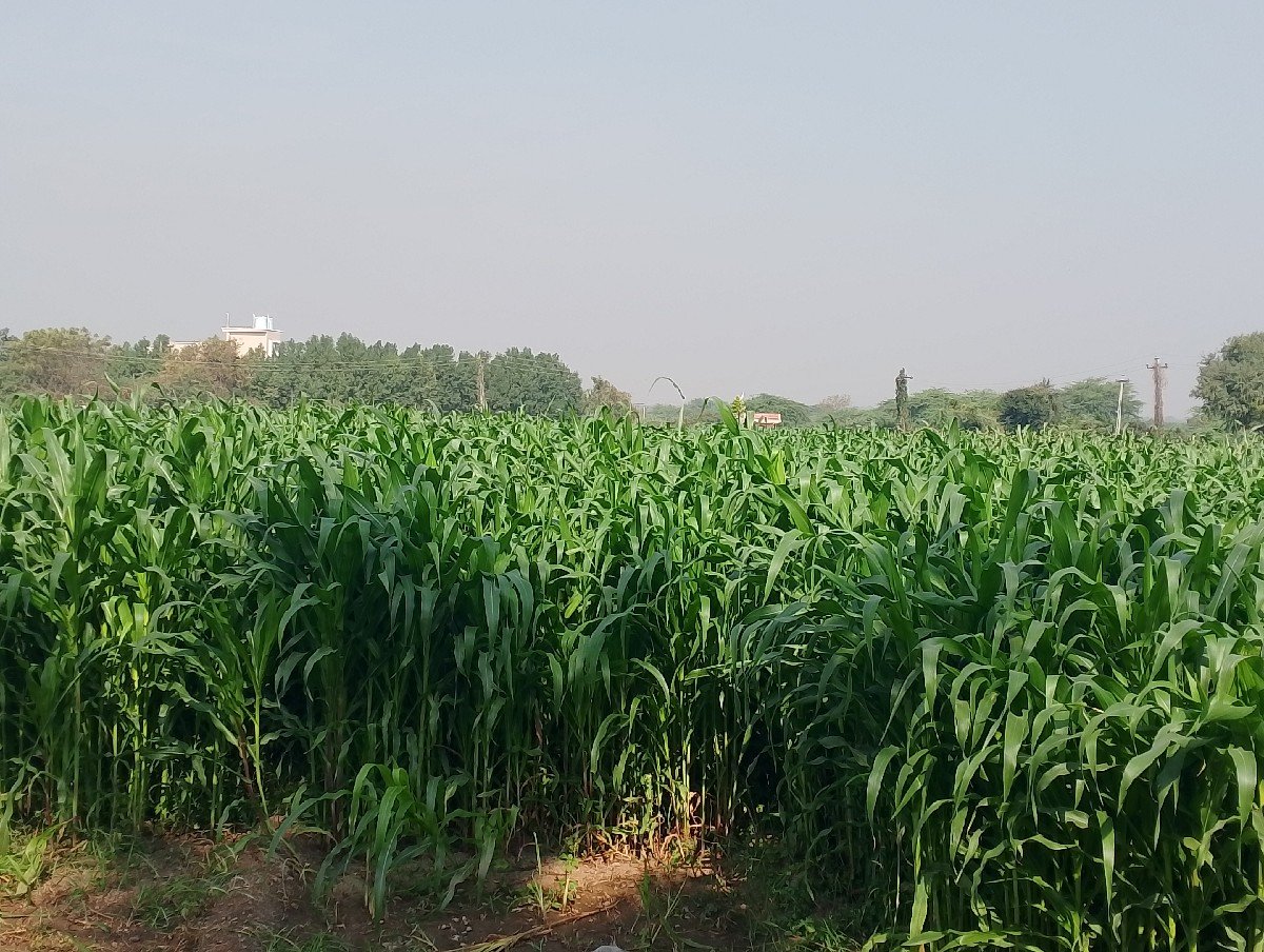 મકાય વેચાવા છે