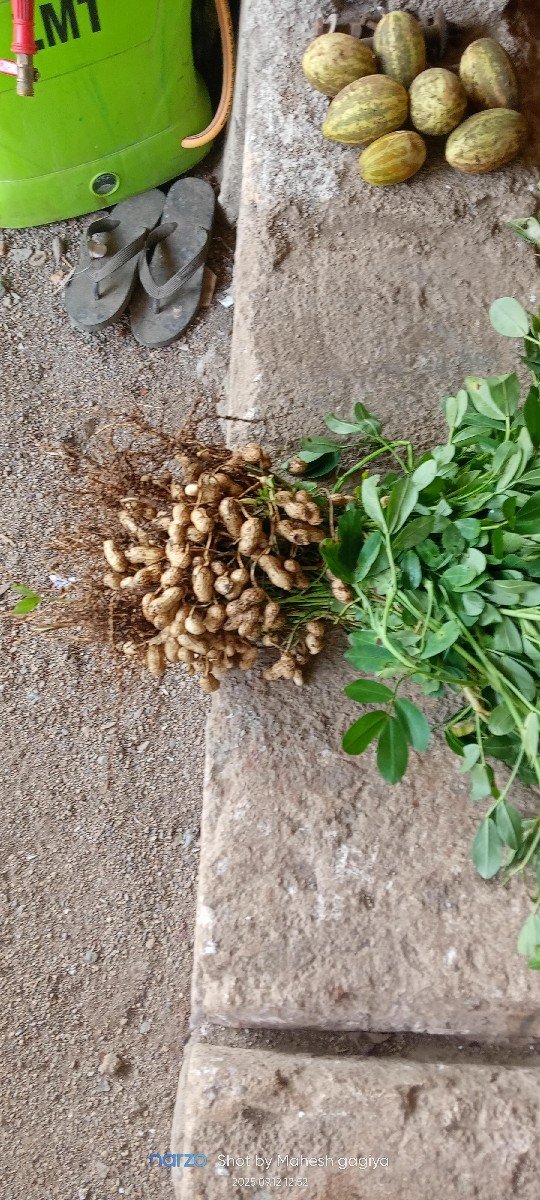 ગિરનાર 4 માંડવી