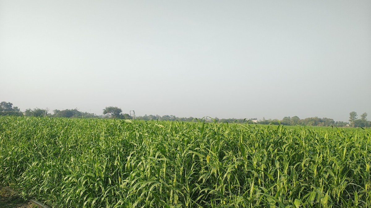 જુવાર નું લીલું