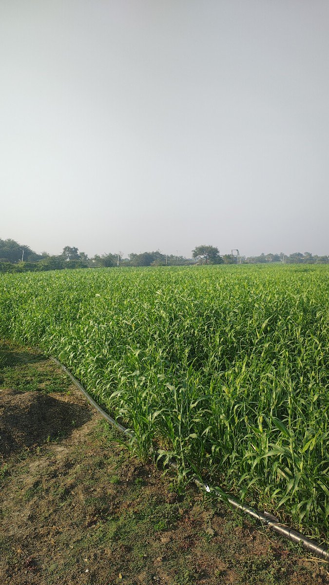 જુવાર નું લીલું