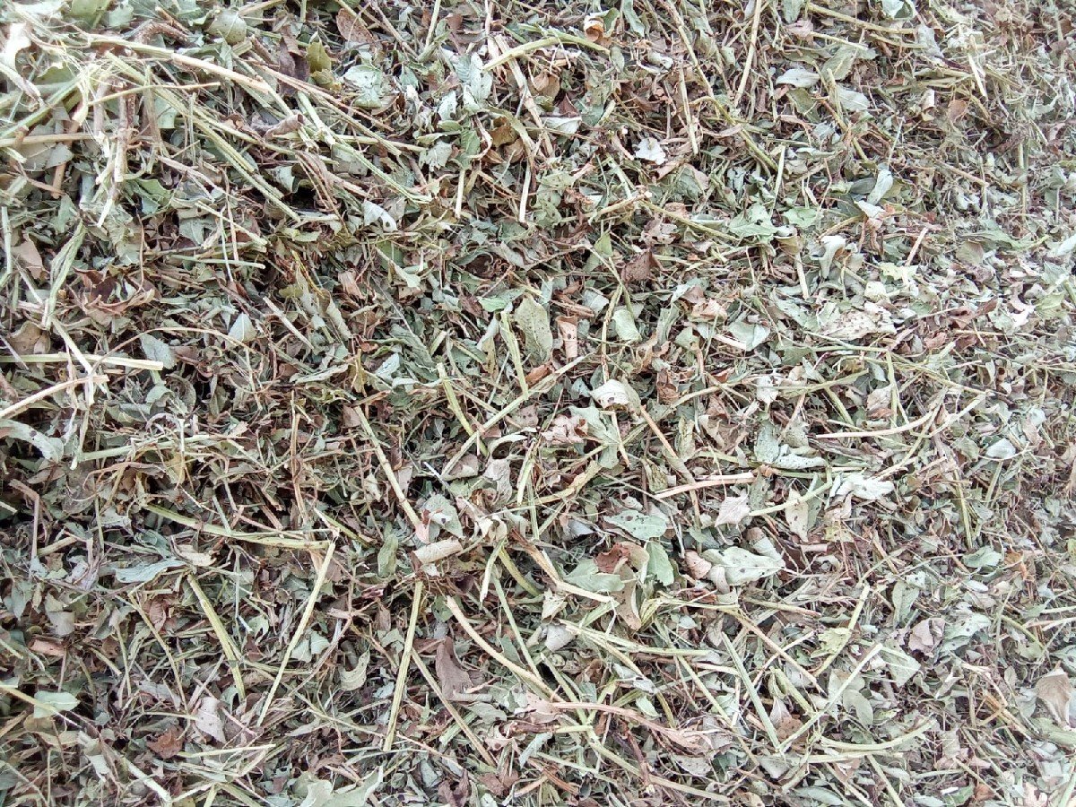 માંડવી નો કોરો ભૂકો વેચવાનો છે