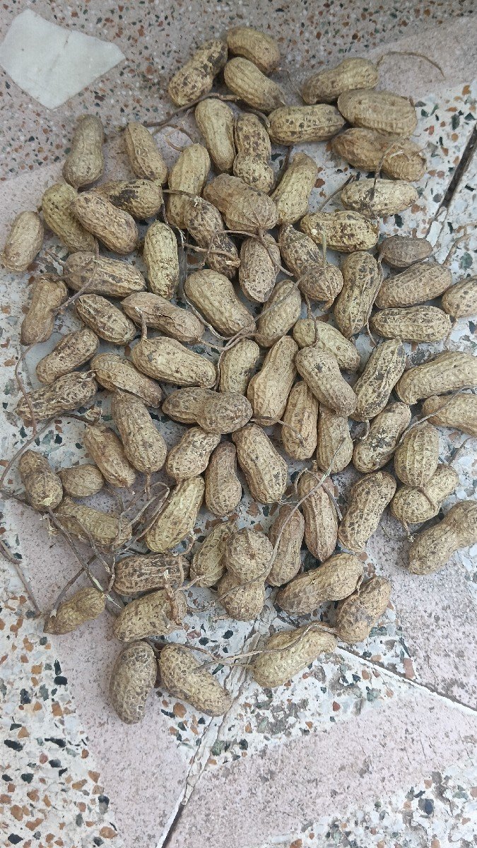 22 નંબર મગફળી બિયારણ માટે