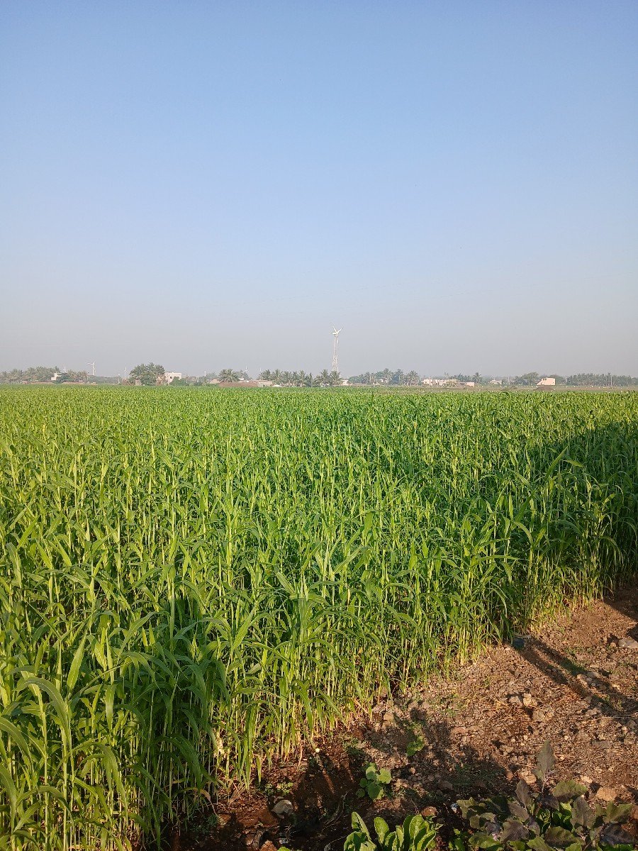 લીલી જુવાર