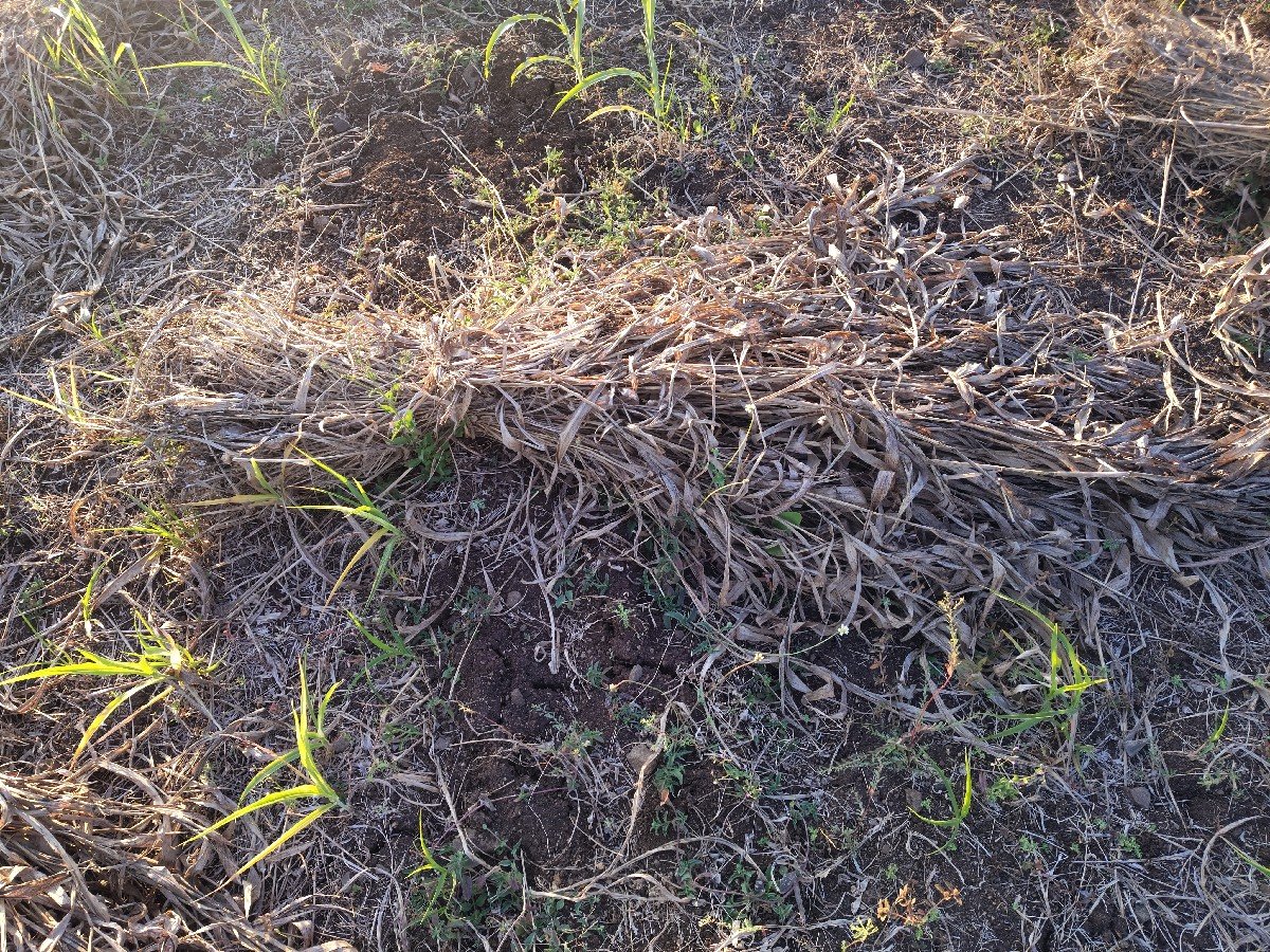 નિરણ વેચવાની છે.