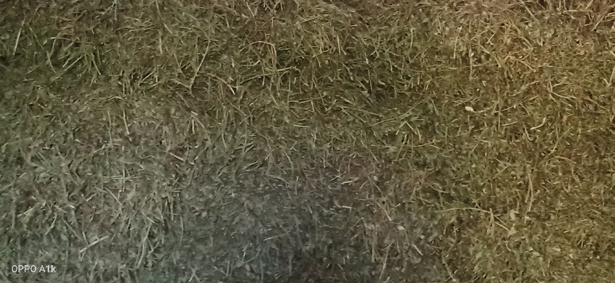 પાલો