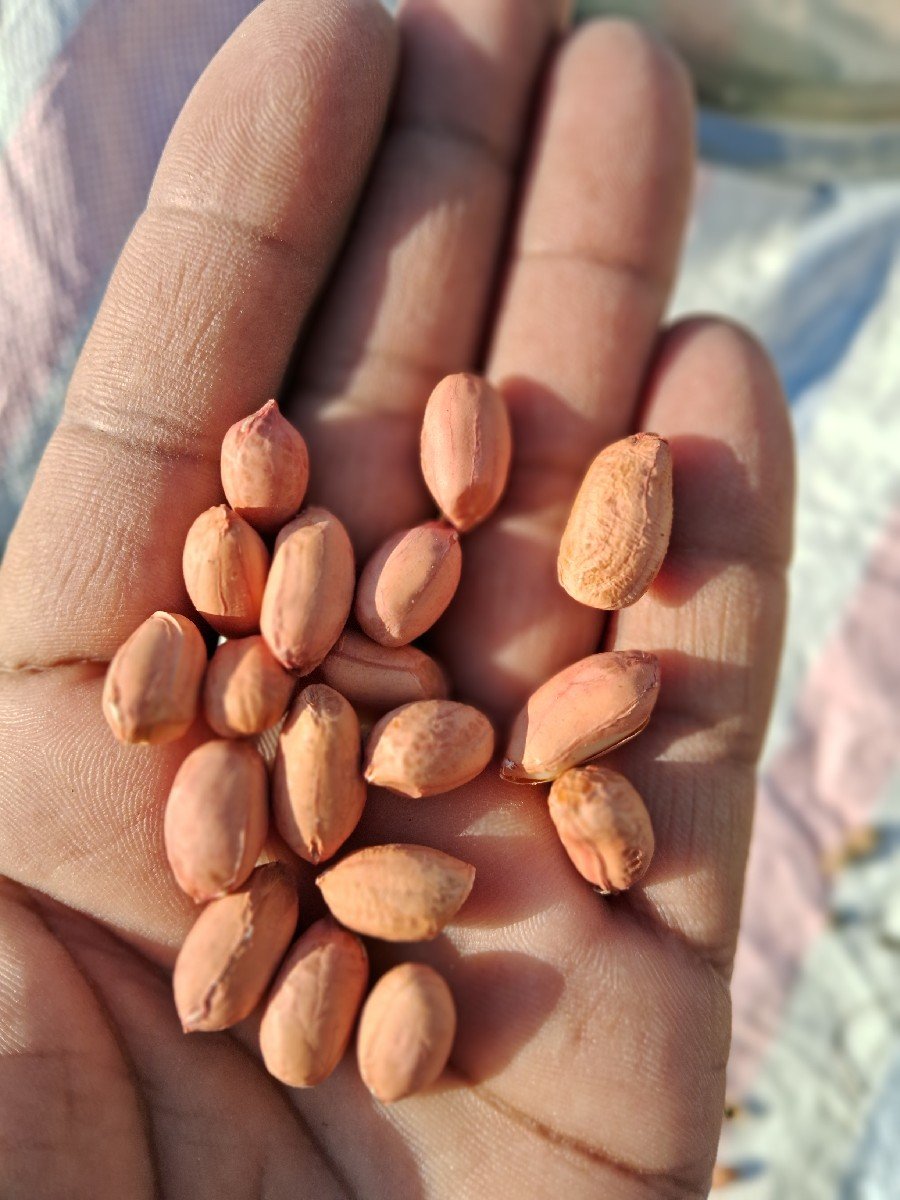 મગફળી