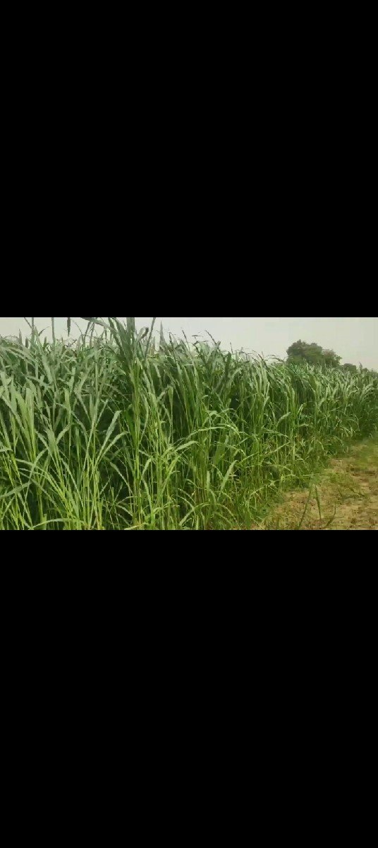 વાઢ વાળી કાળી જુવાર નું બિયારણ