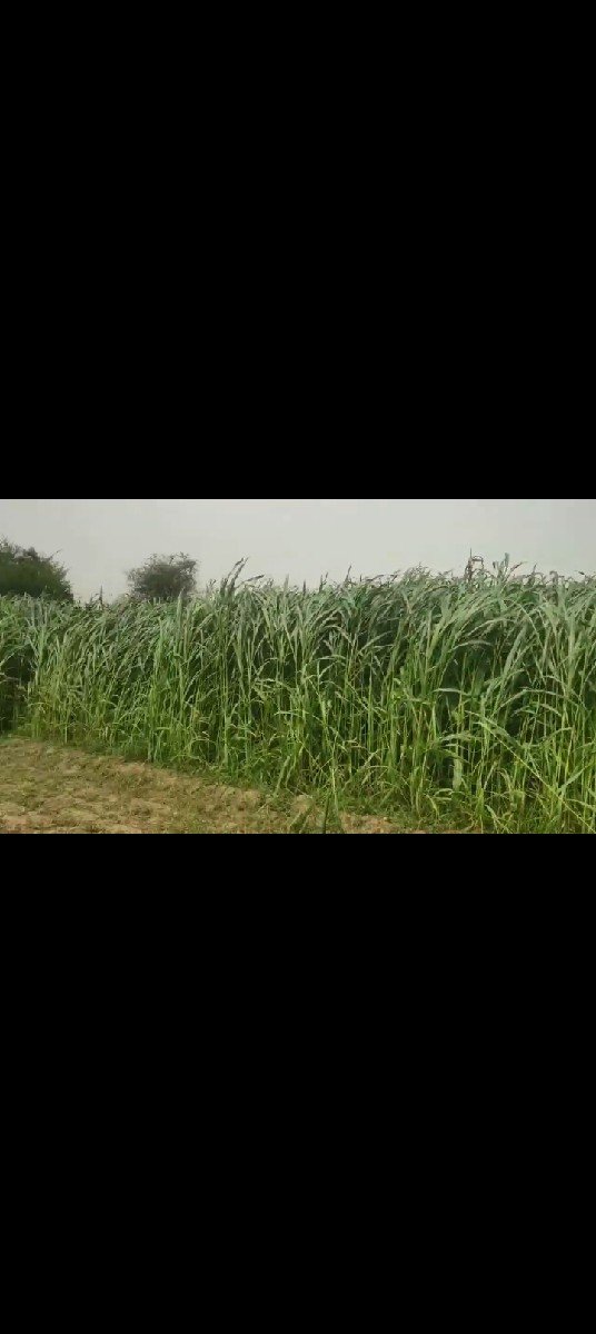 વાઢ વાળી કાળી જુવાર નું બિયારણ