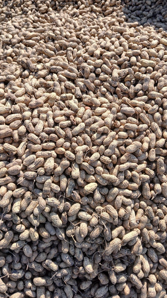 જી -20 મગફળી નું બિયારણ