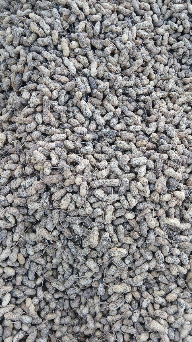 જી -20 મગફળી નું બિયારણ