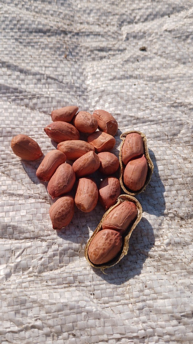 જી -20 મગફળી નું બિયારણ