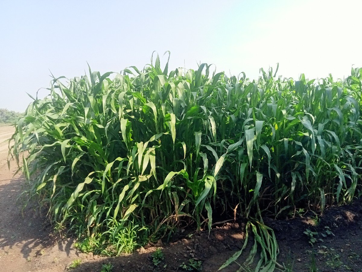 4 વિધા ની મકાય