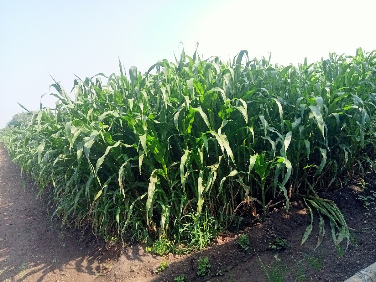 4 વિધા ની મકાય