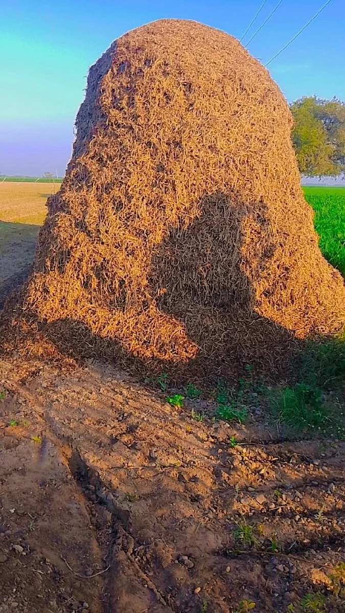 મગોટુ વેચવાનું છે.