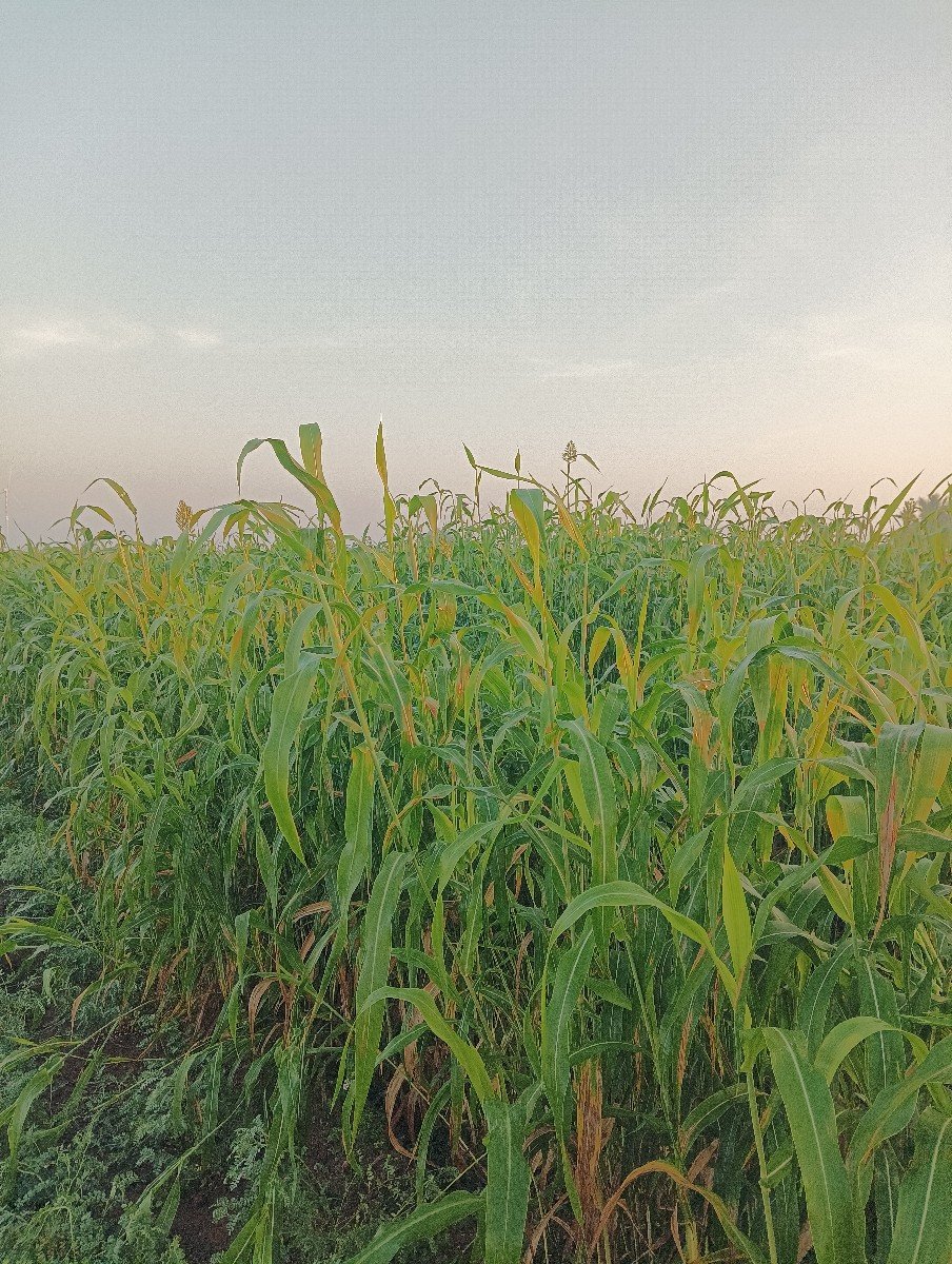 જુવાર નુ લીલુ વેચવાનું છે