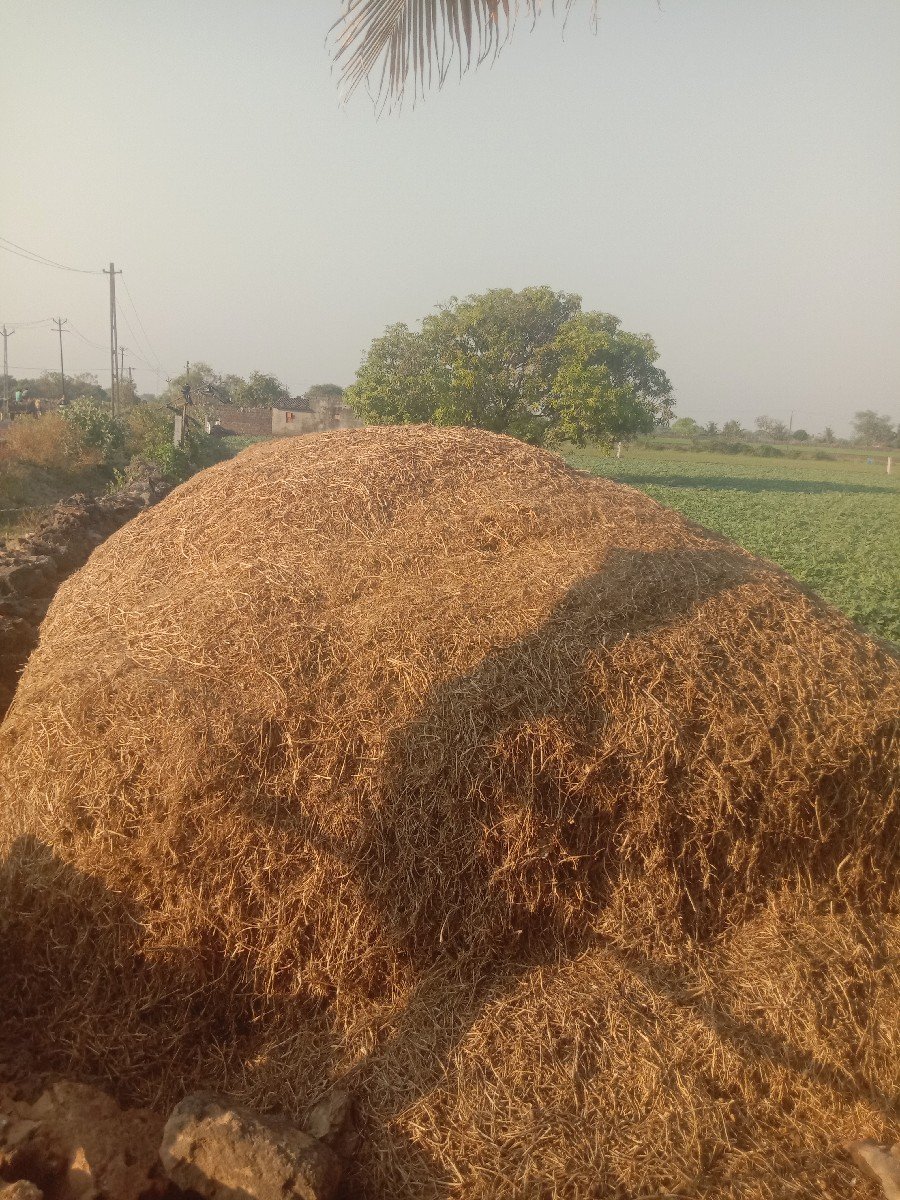 માંડવીયુ