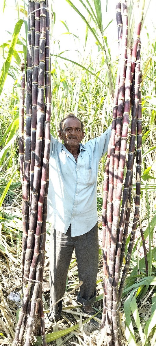 કળી શેરડી