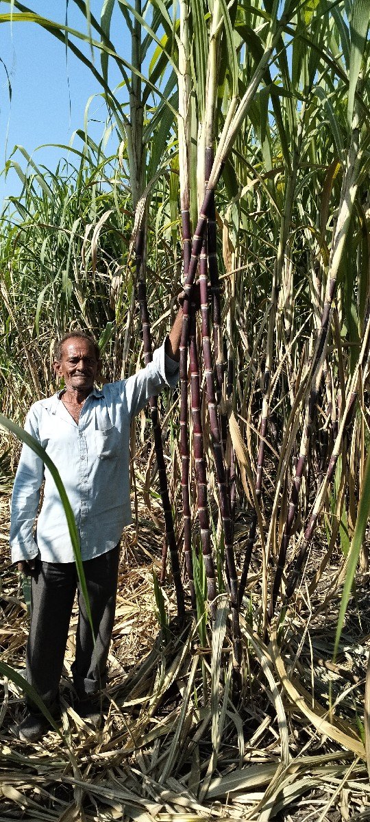 કળી શેરડી