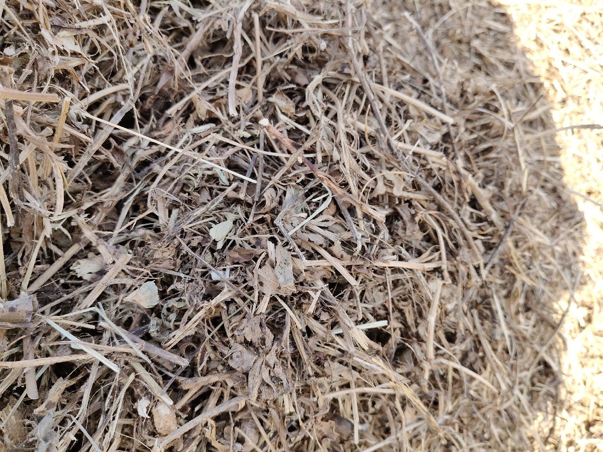 માંડવી નો ભૂકો