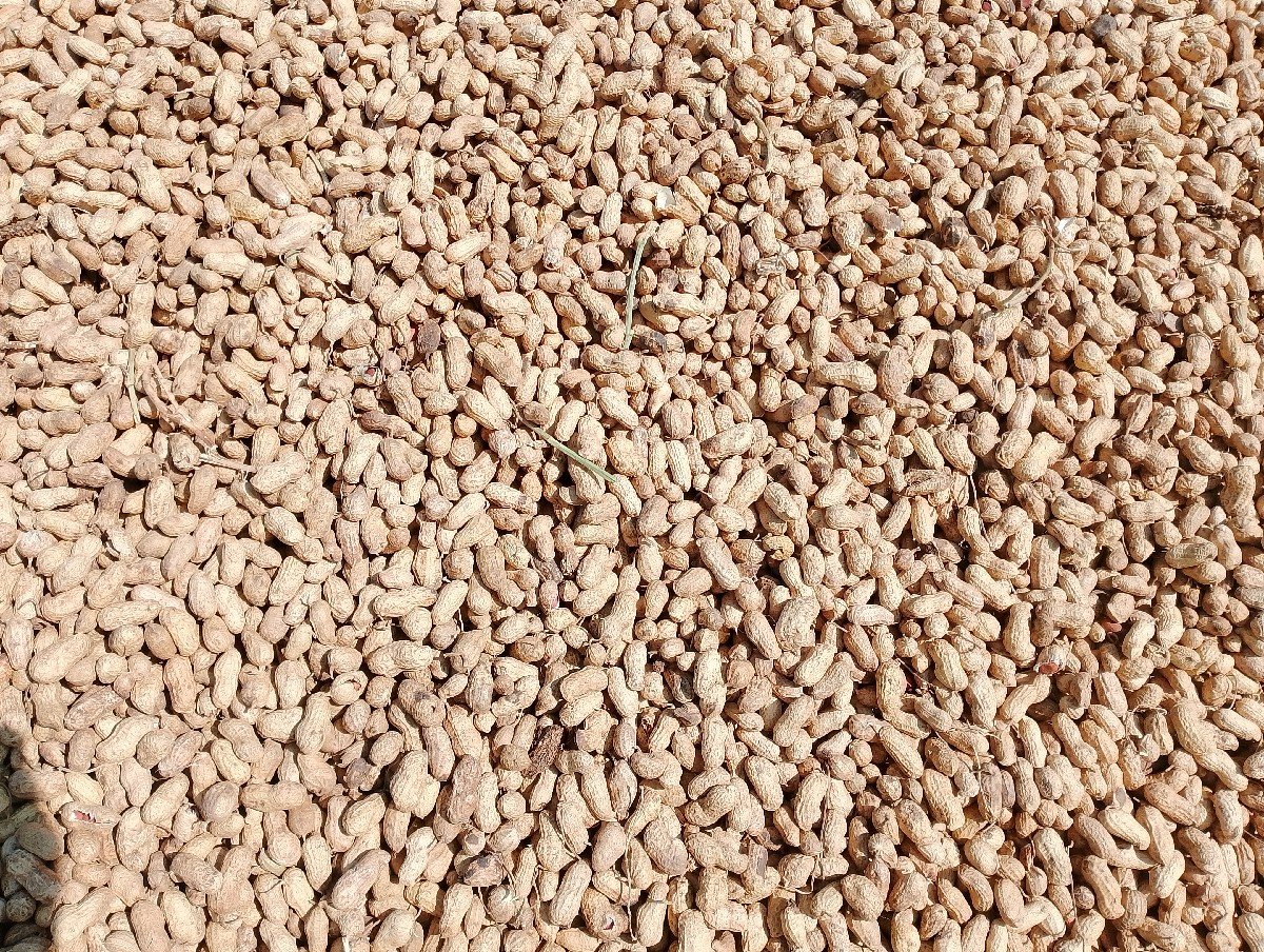 માંડવી ૨૨ નંબર