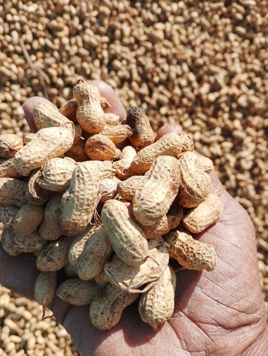 માંડવી ૨૨ નંબર