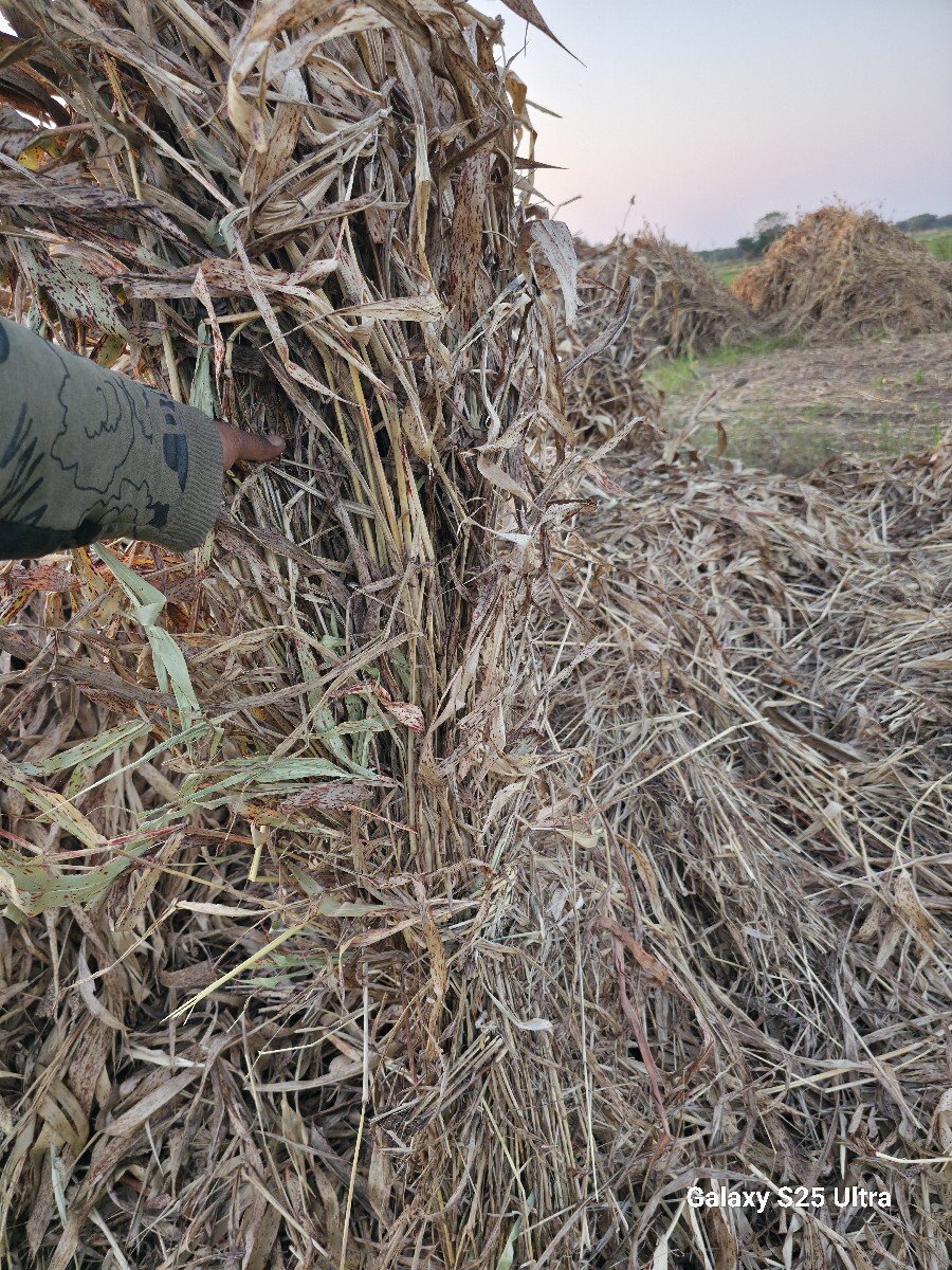 બાટા ની સાર વેસવા ની છે