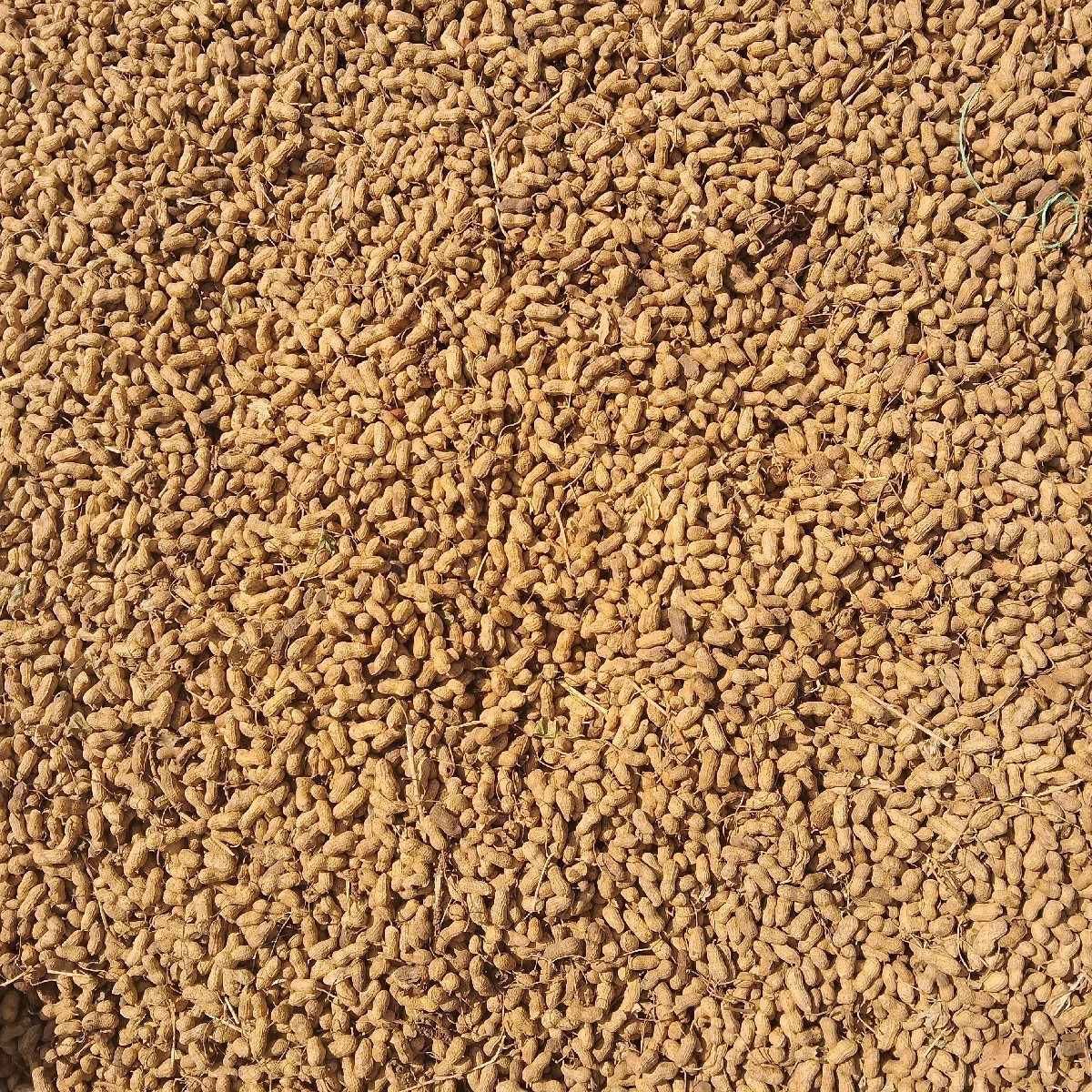 માંડવી સાવ કોરી