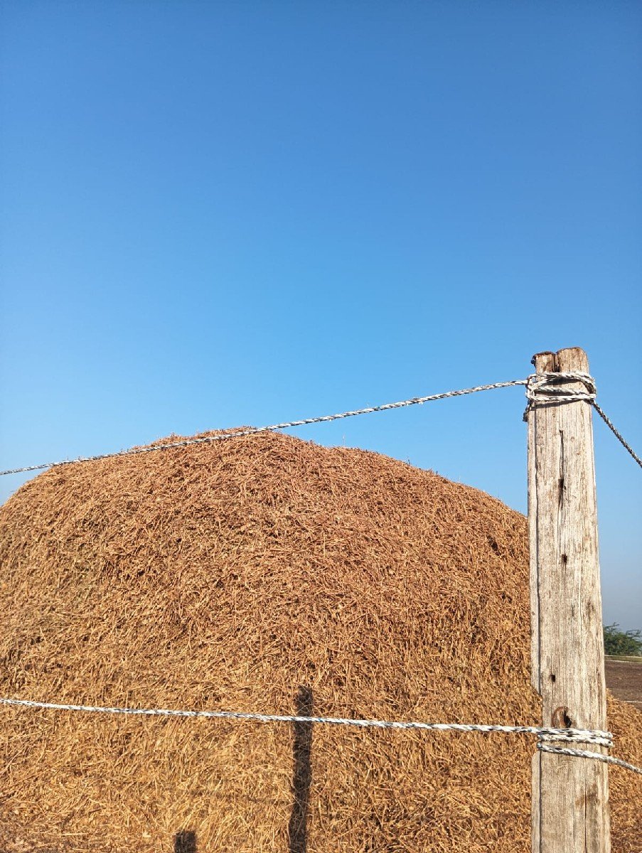 માંડવી નો ભૂકો પાલો વેસવાનો છે