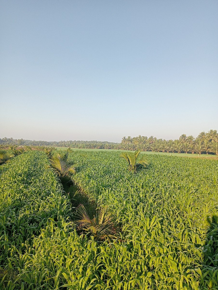 અયુબ ખેભર