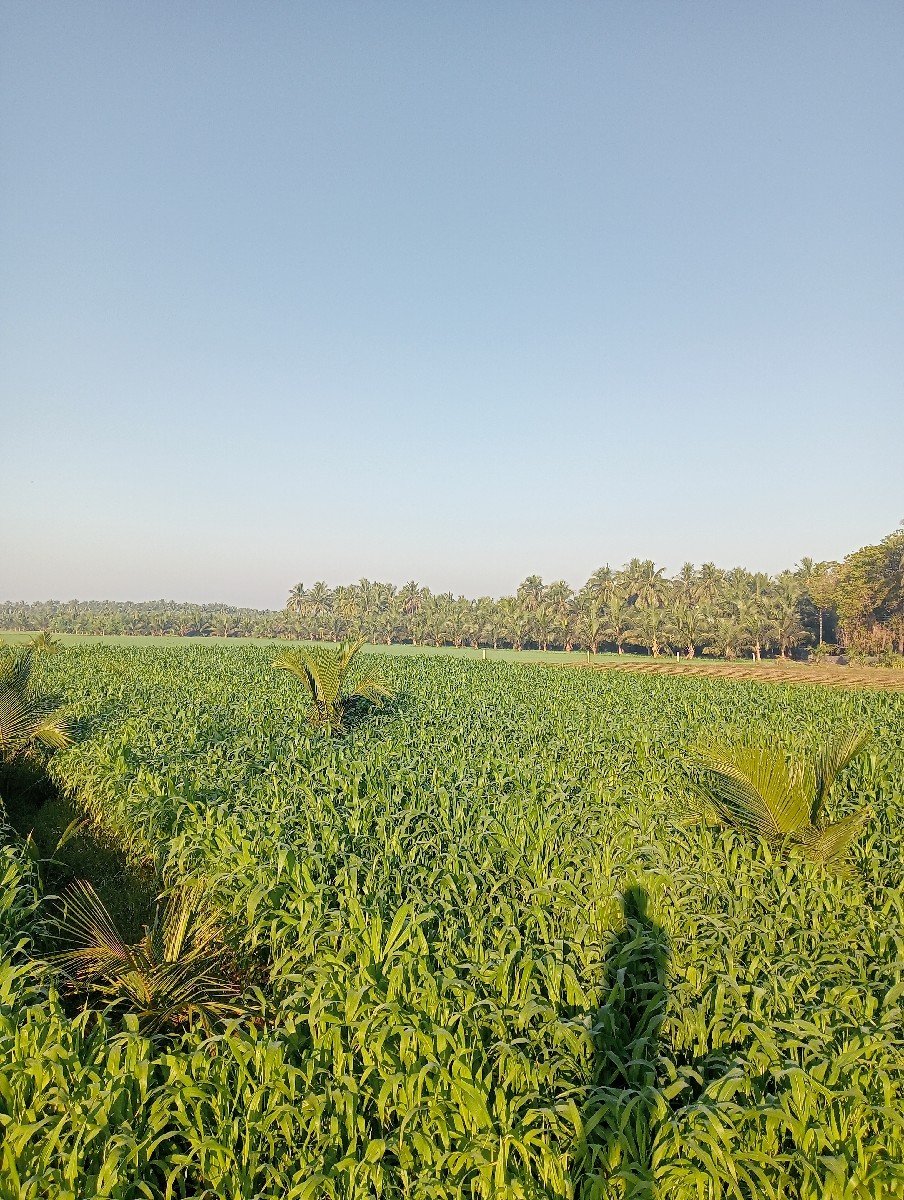 અયુબ ખેભર