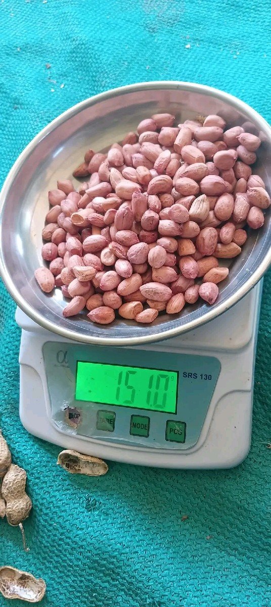 માંડવી જેવી૨૦ નં