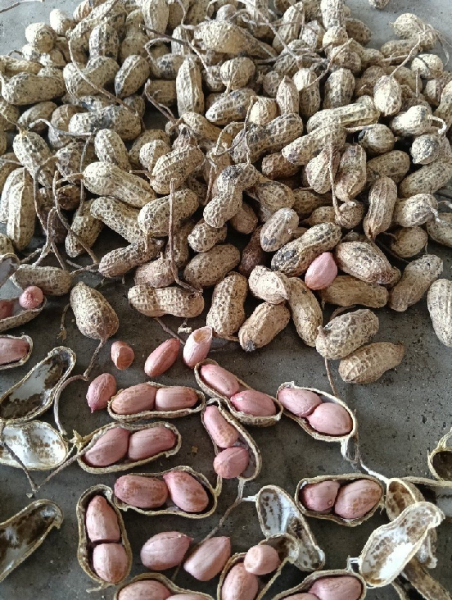 માંડવી જેવી૨૦ નં