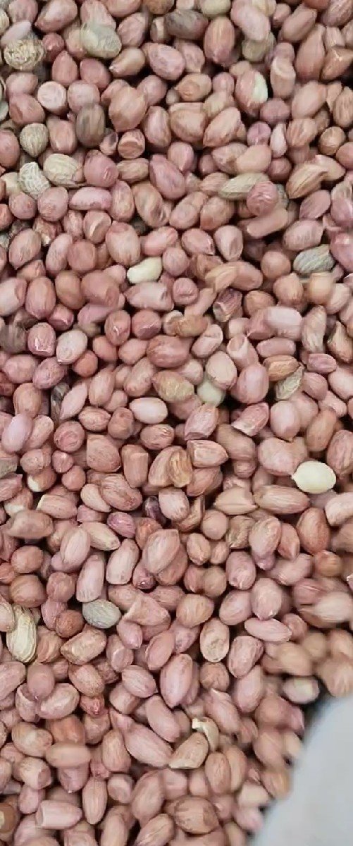 મગફળી