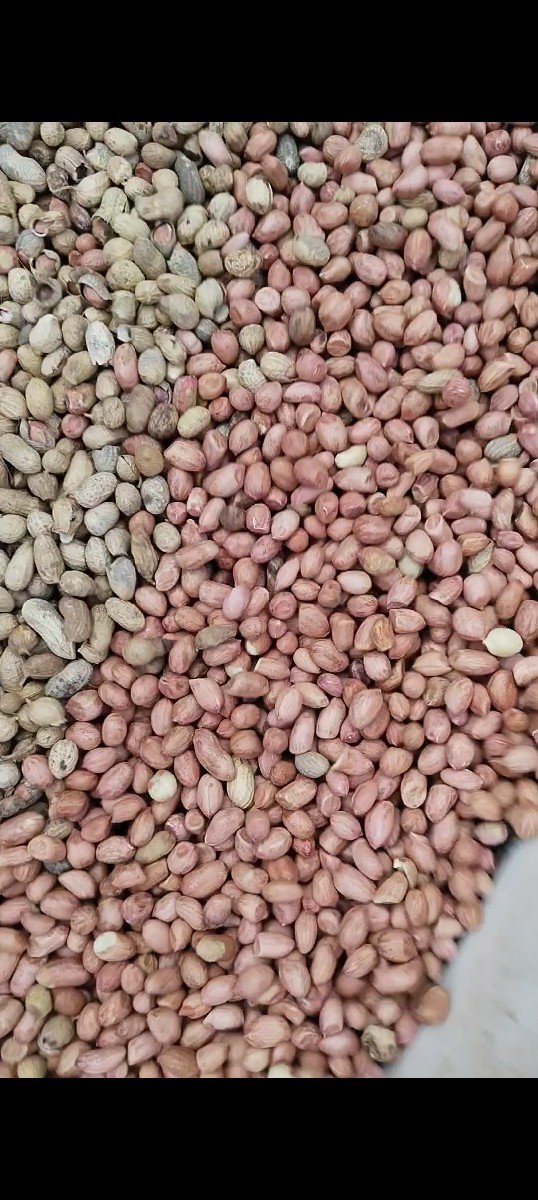 મગફળી